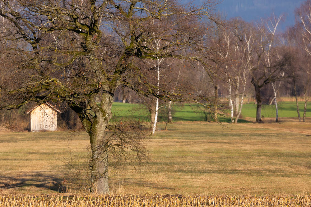 Lauteracherried im Jänner 58